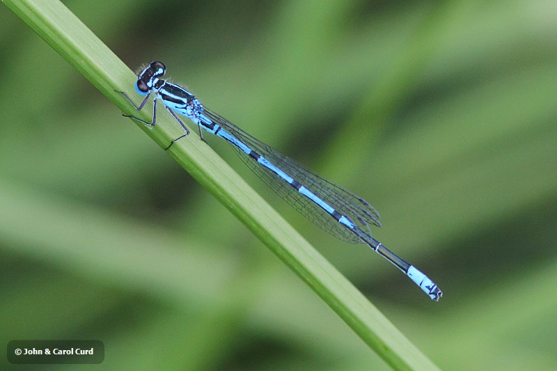 IMG_1553 Coenagrion puella male.JPG